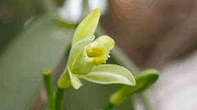 Foto de orquidea baunilha 00 - 1