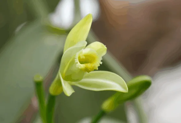 Você sabia? A baunilha vem de uma orquídea e dá até para cultivar em casa