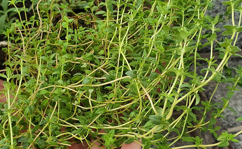 Foto de plantas contra resfriado 010 - 10
