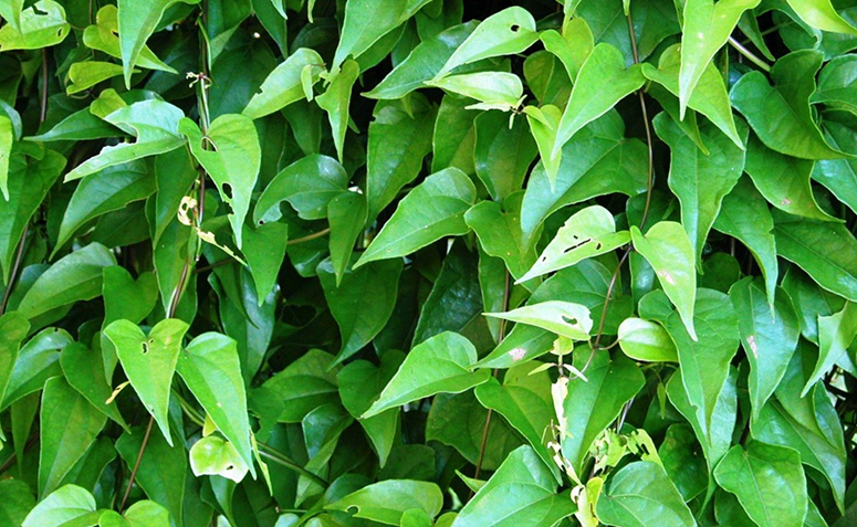 Foto de plantas contra resfriado 03 - 3