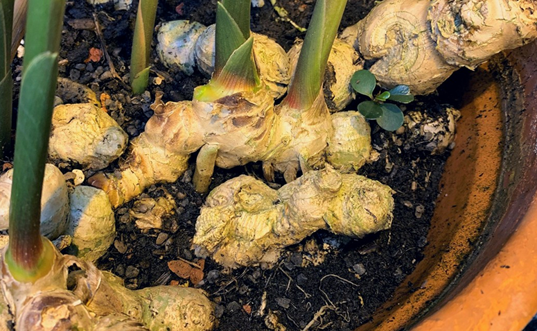 Foto de plantas contra resfriado 04 - 4
