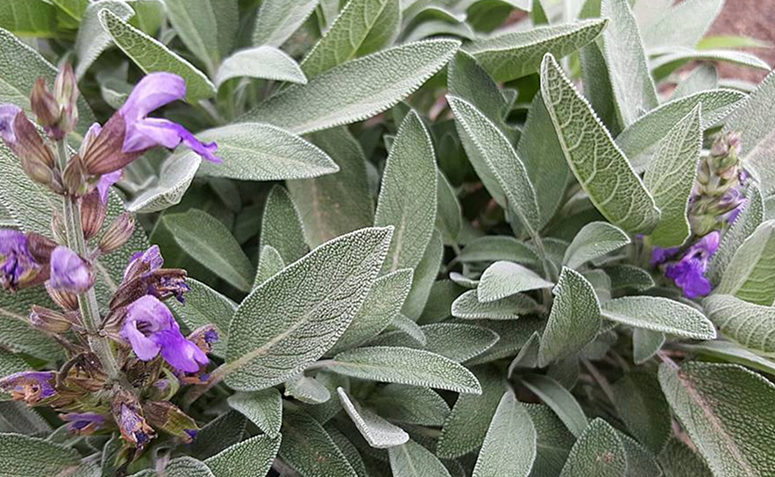 Foto de plantas contra resfriado 08 - 12