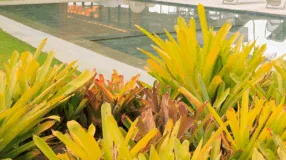 Foto de plantas nativas 00 - 2