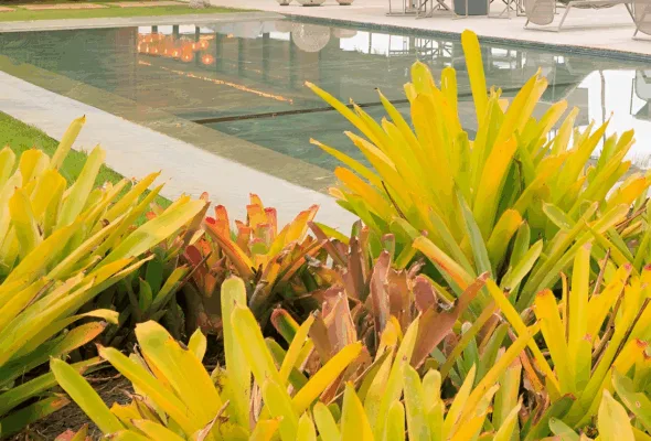 É do Brasil: 12 plantas nativas para cultivar em casa