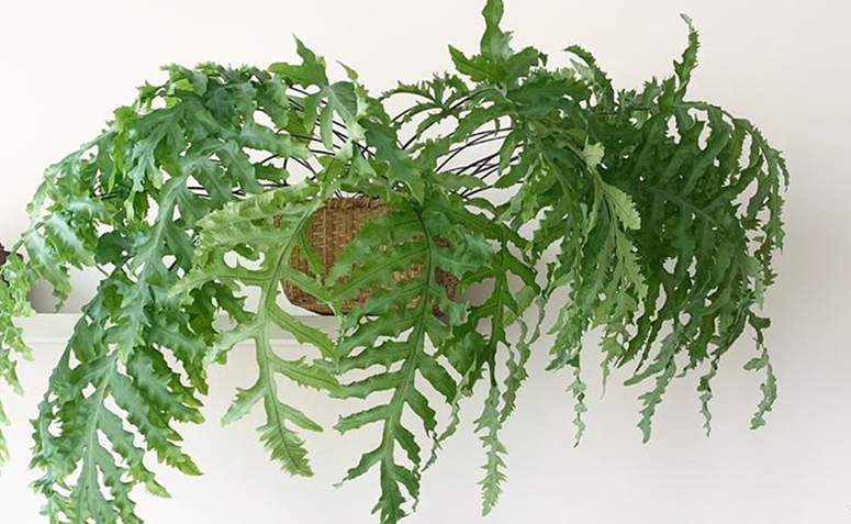 Foto de plantas nativas para cultivar 010 - 6