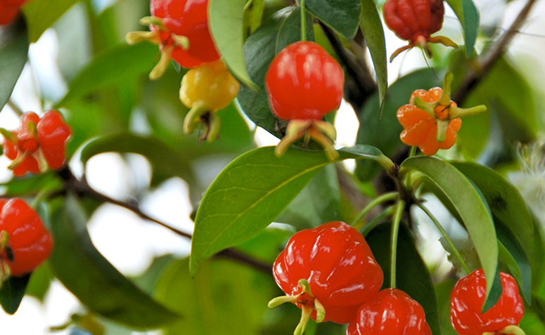 Foto de plantas nativas para cultivar 012 - 5