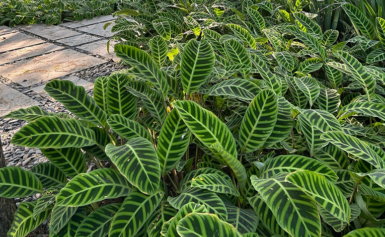 canteiro sombreado de marantas no jardim