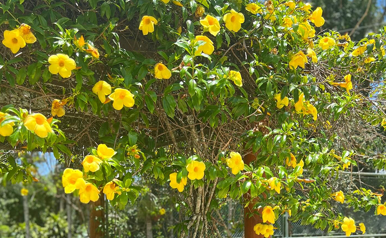 Alamanda com flores amarelas cobrindo pergolado