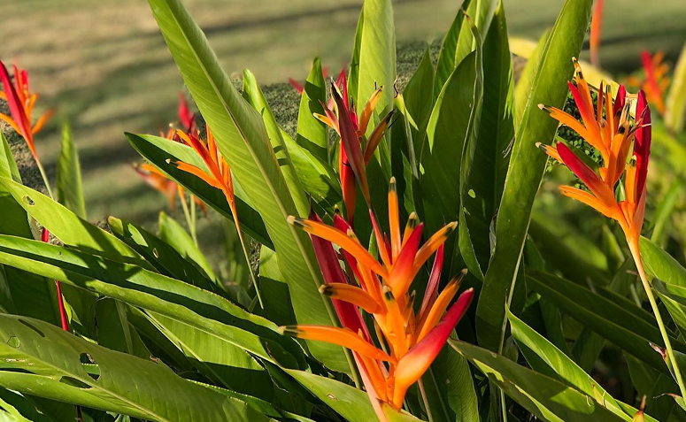 Helicônias-papagaio em canteiro no jardim