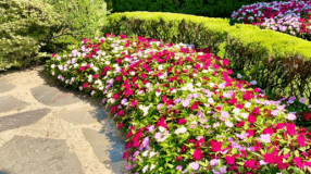 Foto de plantas que florescem o ano todo 00 - 10