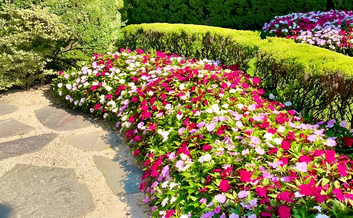 Nunca mais um jardim sem cor: 12 plantas que florescem o ano inteiro