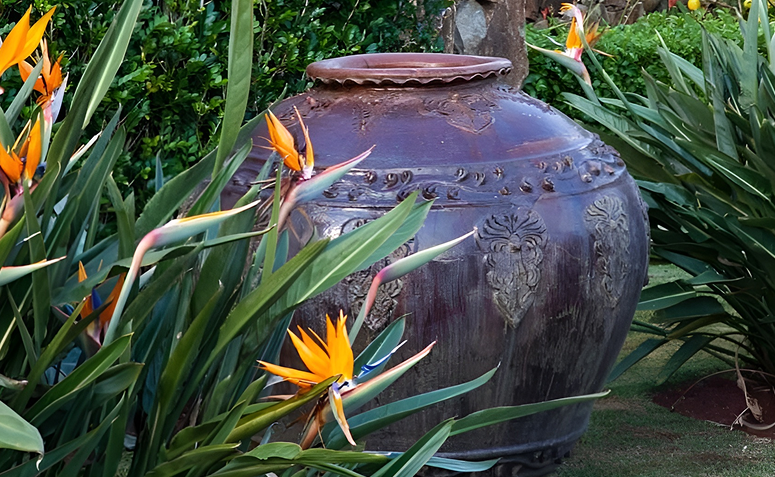 Foto de plantas que florescem o ano todo 01 - 1