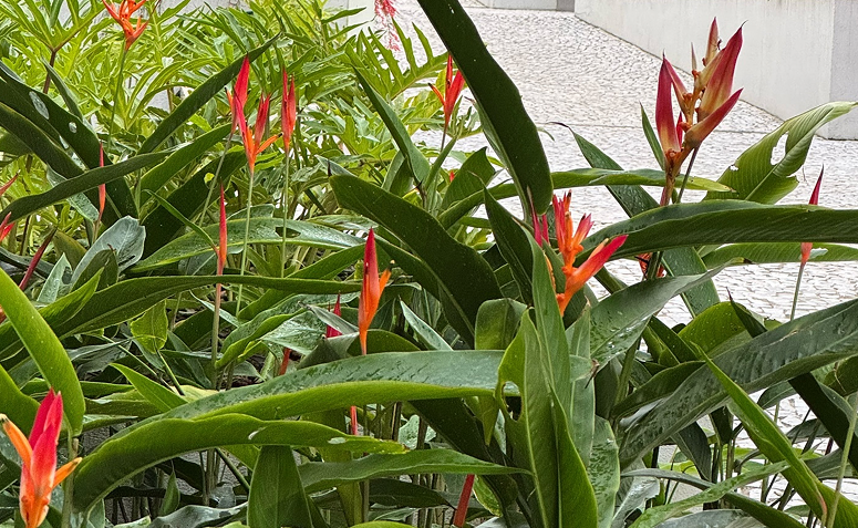 Foto de plantas que florescem o ano todo 03 - 10