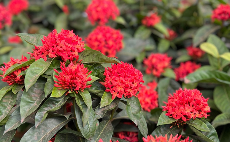 Foto de plantas que florescem o ano todo 05 - 3