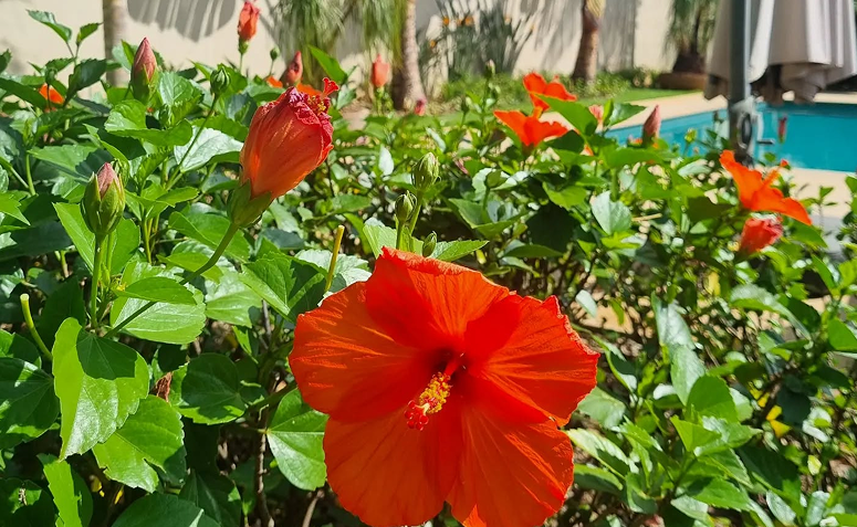 Foto de plantas que florescem o ano todo 06 - 9