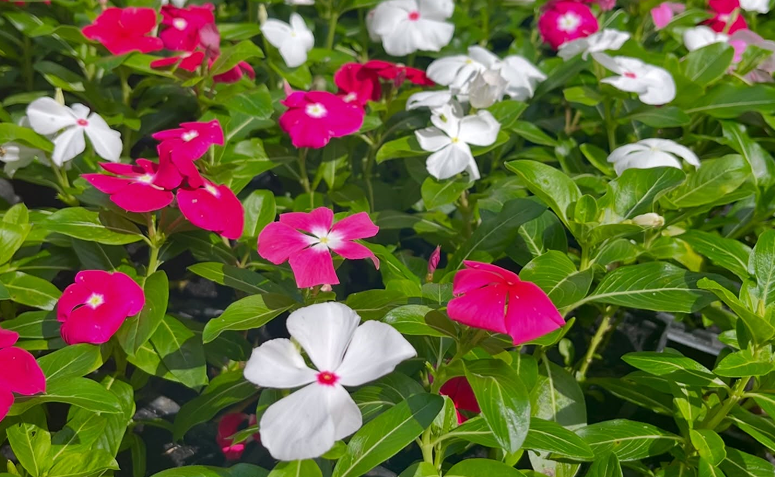 Foto de plantas que florescem o ano todo 07 - 5
