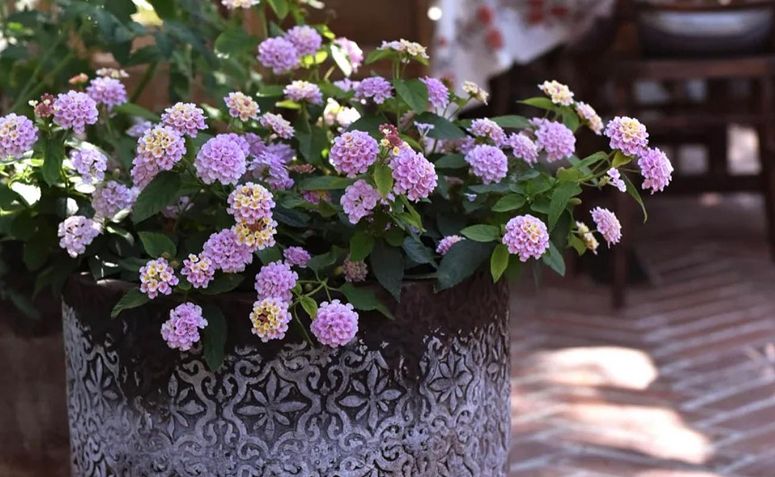 Foto de plantas que florescem o ano todo 08 - 4