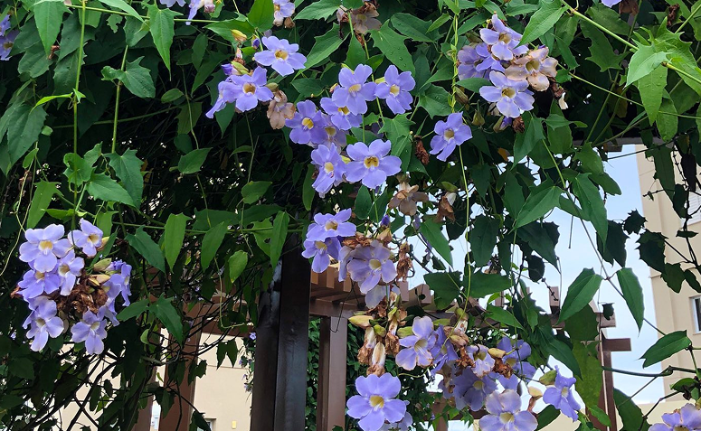 Foto de plantas que florescem o ano todo 09 - 11