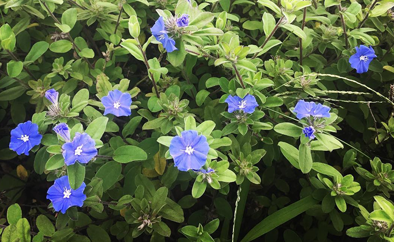 Foto de plantas que florescem o ano todo 10 - 13