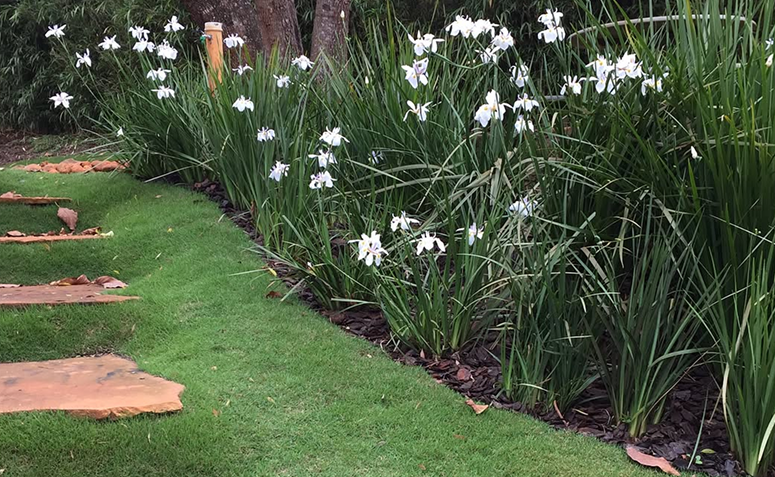 Foto de plantas que florescem o ano todo 11 - 14