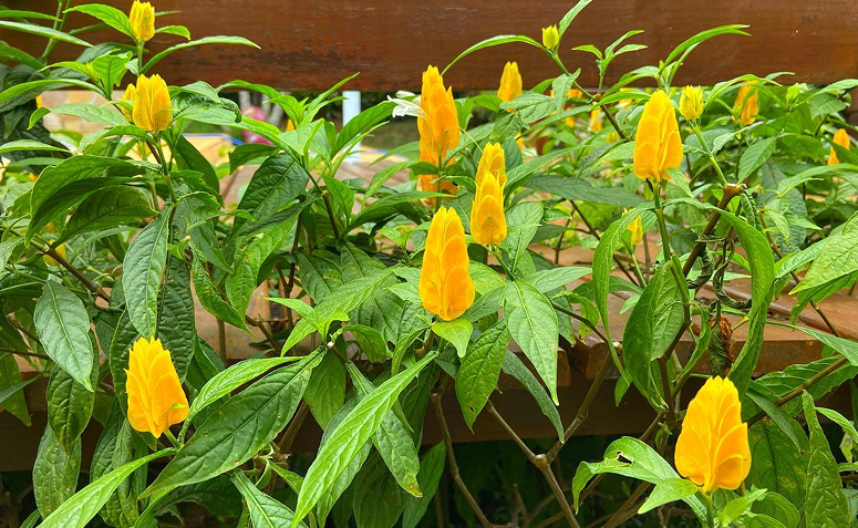 Foto de plantas que florescem o ano todo 12 - 15
