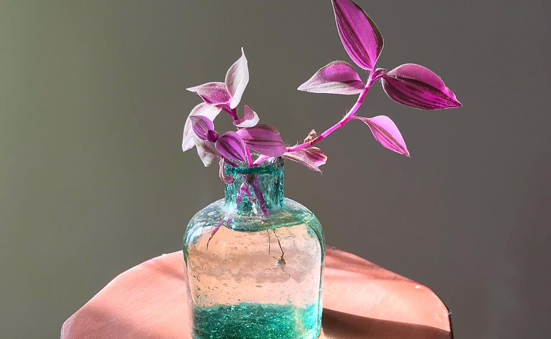 lambari rosa cultivado em uma garrafa com água sobre uma mesa