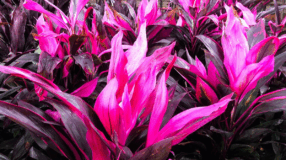 Foto de plantas sem folhas verdes 00 - 2