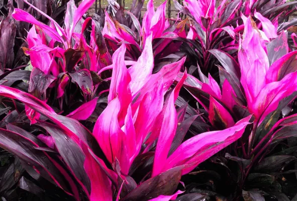 10 plantas que não têm folhas verdes e são incríveis