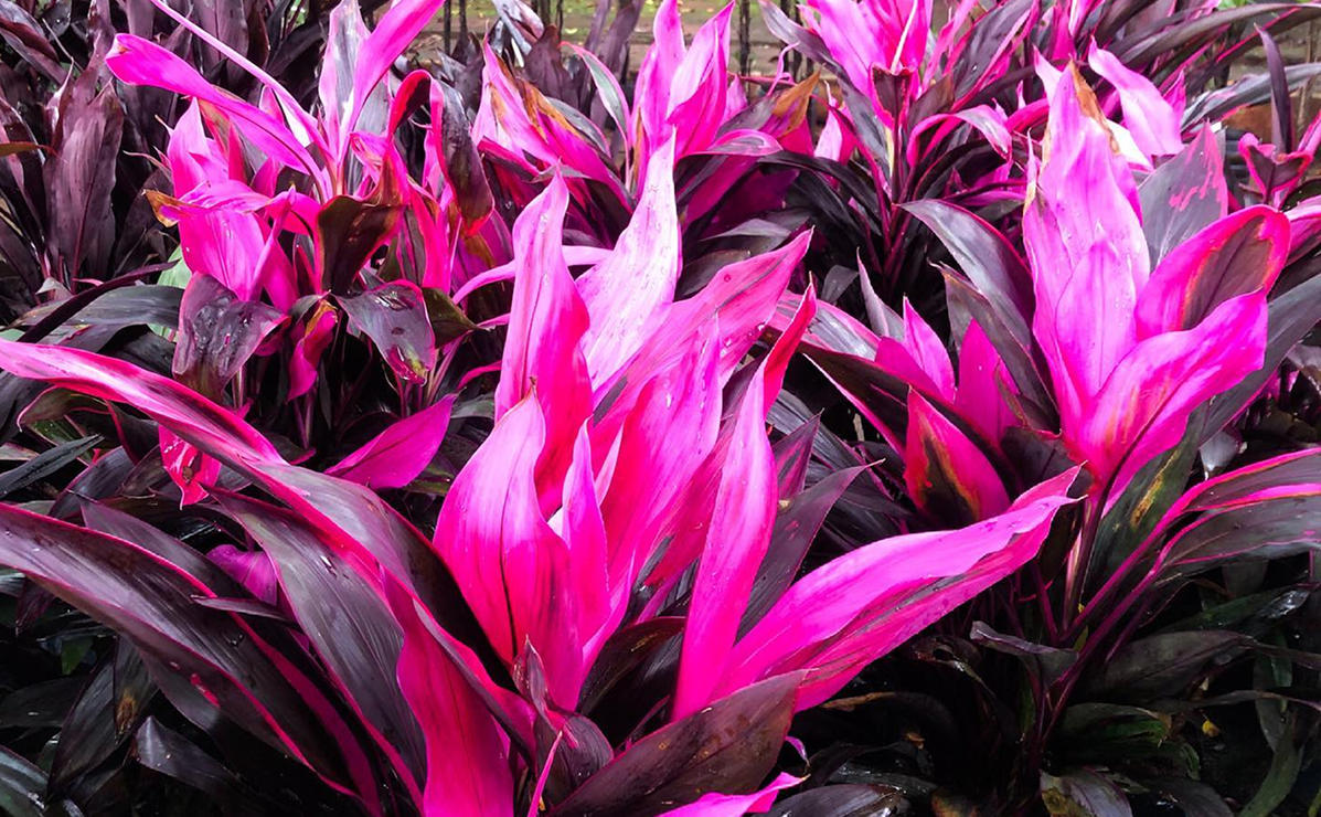 10 plantas que não têm folhas verdes e são incríveis