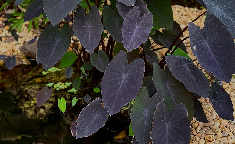 Folhagem escura do inhame roxo em um canteiro