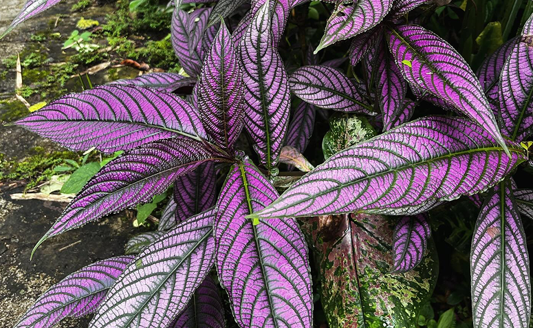 Foto de plantas sem folhas verdes 010 - 6