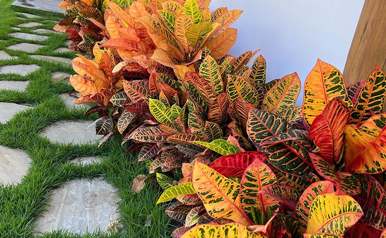 Foto de plantas sem folhas verdes 011 - 2