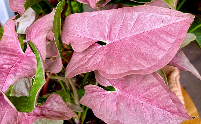 Foto de plantas sem folhas verdes 012 - 1