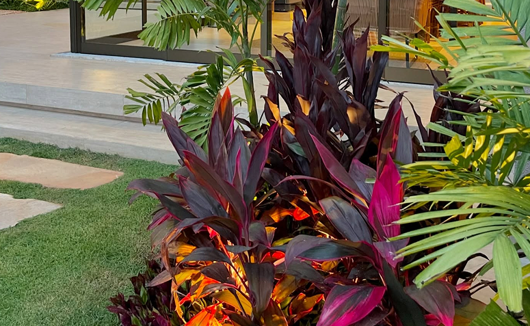 folhagem de dracena vermelha em jardim