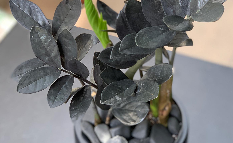 Foto de plantas sem folhas verdes 05 - 7