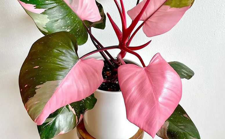 Foto de plantas sem folhas verdes 06 - 8