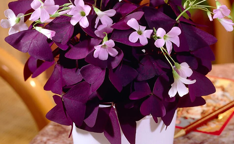 Foto de plantas sem folhas verdes 08 - 10