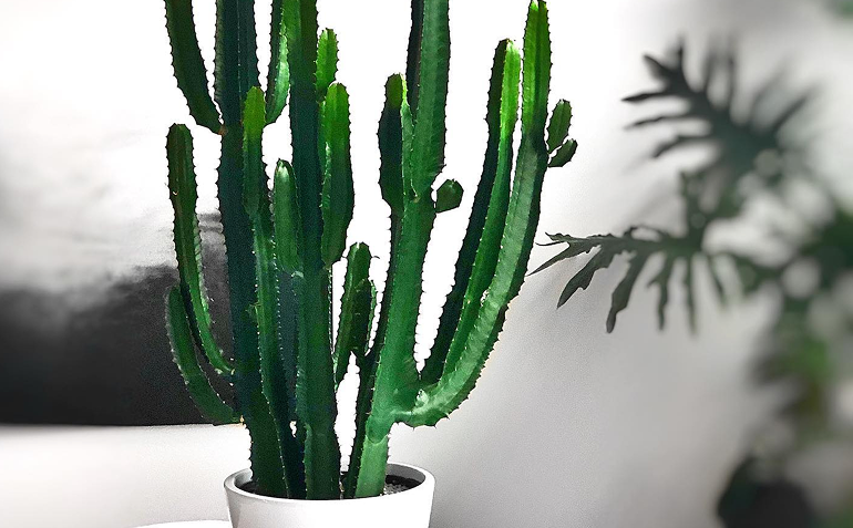 decoração interna com vaso com cacto candelabro