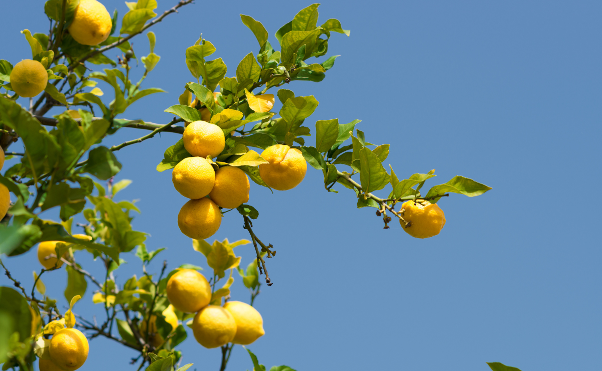 Como plantar limão em casa e colher frutos o ano inteiro