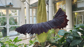 Foto de flor cadaver 000 - 2