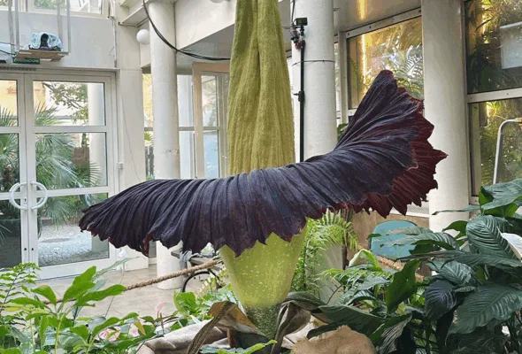 Espetáculo raro (e fedido): por que essa flor exótica atrai multidões