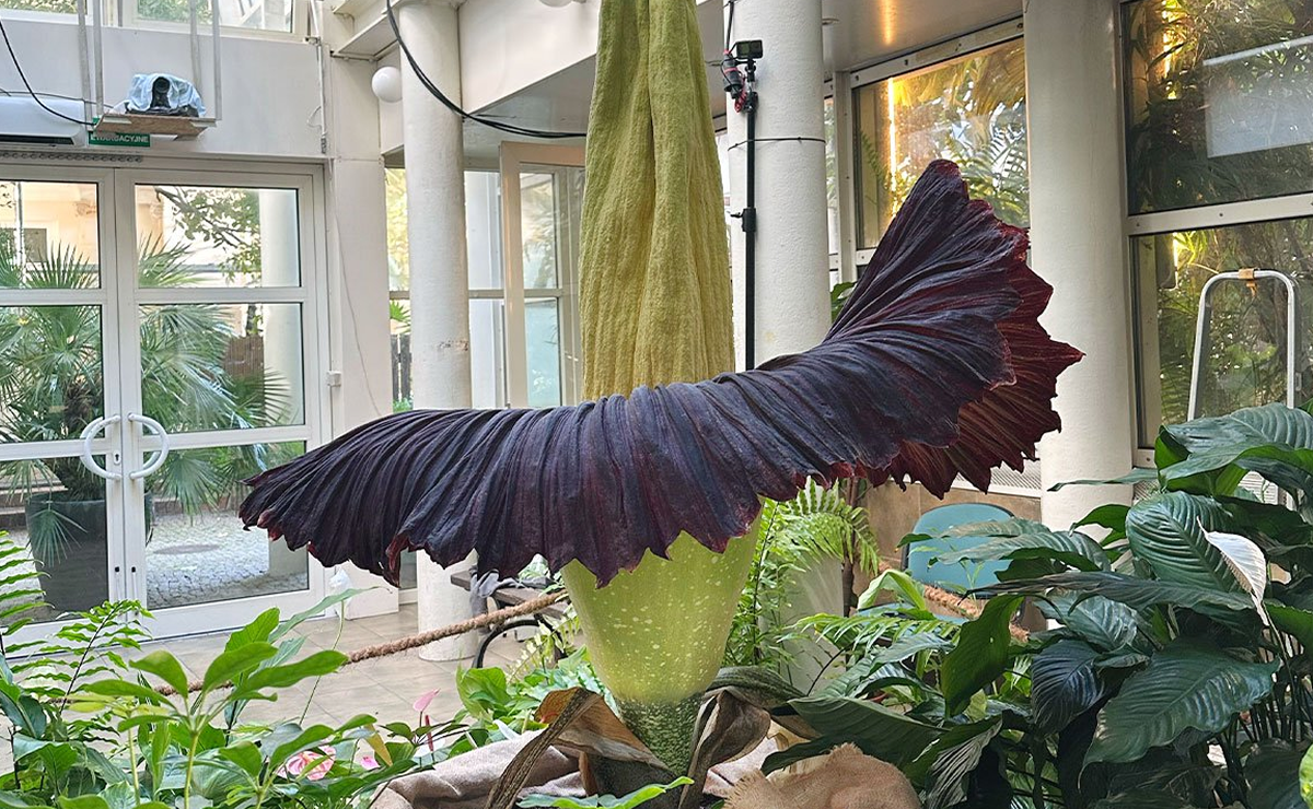 Espetáculo raro (e fedido): por que essa flor exótica atrai multidões