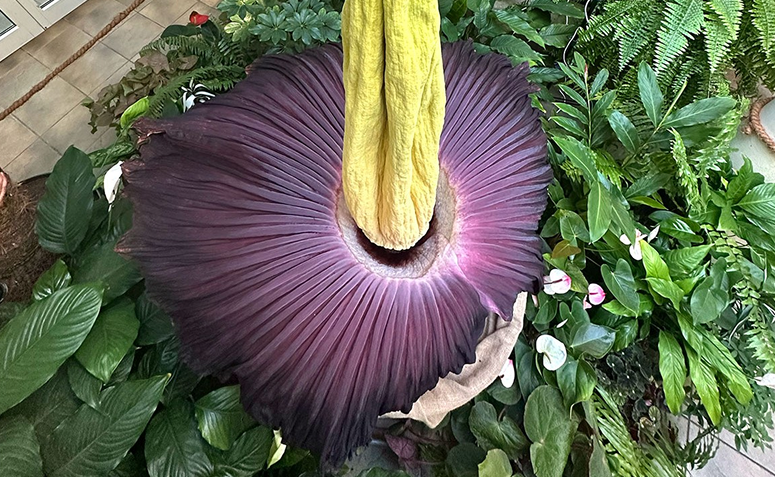 flor-cadáver aberta com seu cheiro fétido