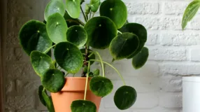 Foto de planta chinesa do dinheiro 01 1 - 5