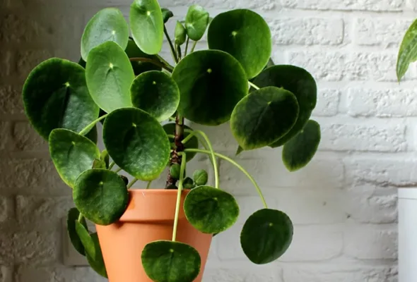 A planta com folhas em forma de moeda que atrai prosperidade