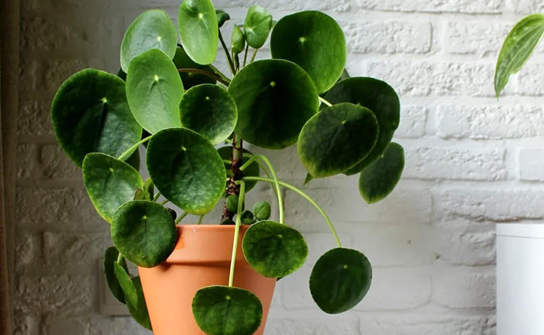 A planta com folhas em forma de moeda que atrai prosperidade