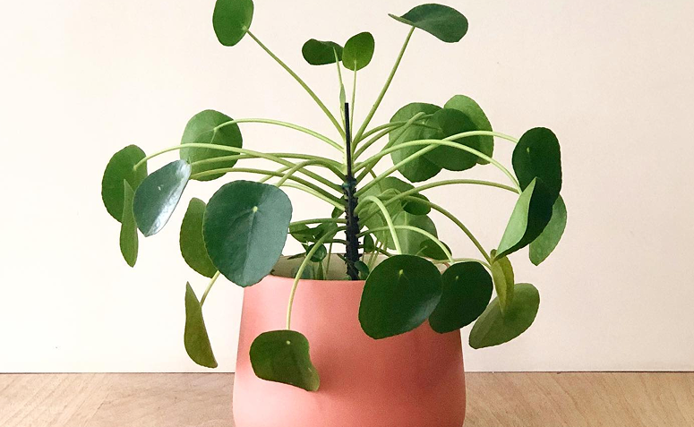 vaso com planta-chinesa-do-dinheiro sobre uma mesa
