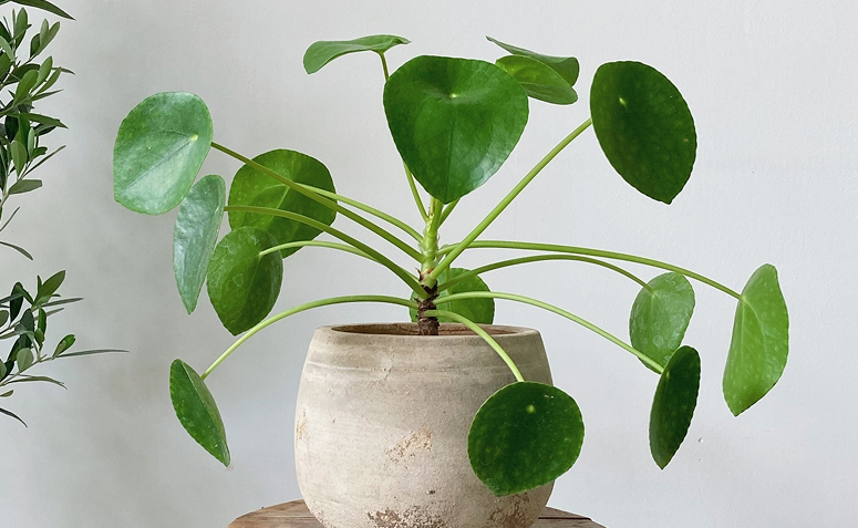 planta-chinesa-do-dinheiro em vaso na decoração de interiores