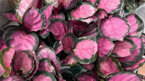 Foto de plantas com folhas rosas 00 - 2