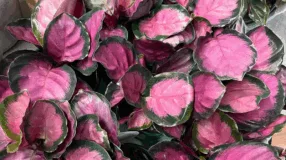 Foto de plantas com folhas rosas 00 - 3